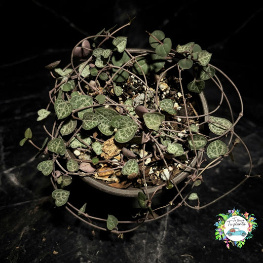 Ceropegia Woodii “4
