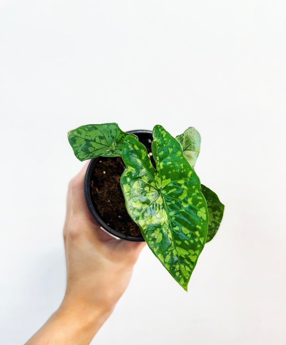 Alocasia Shatterd Glass “4