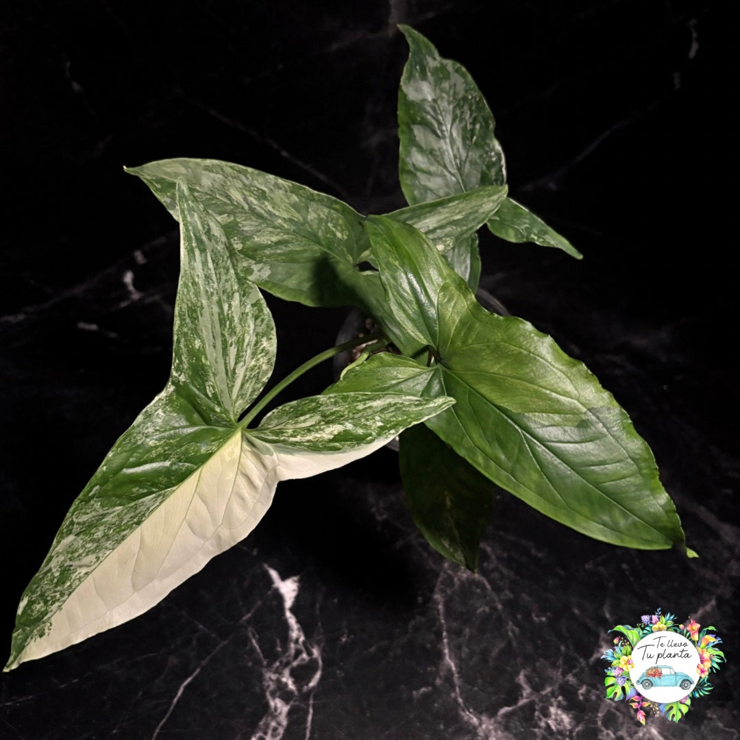 Syngonium Albo Varigada "6