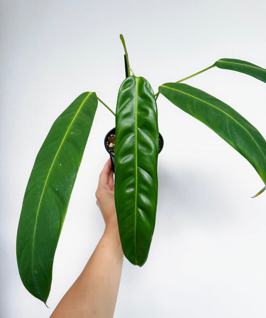 Philodendron Patriciae "6