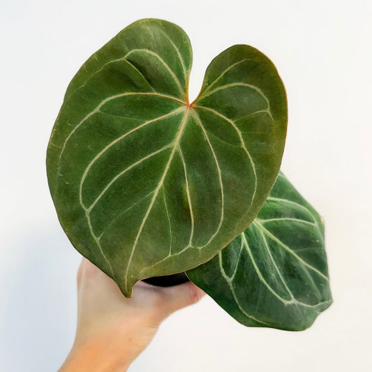 Anthurium King of spades “4
