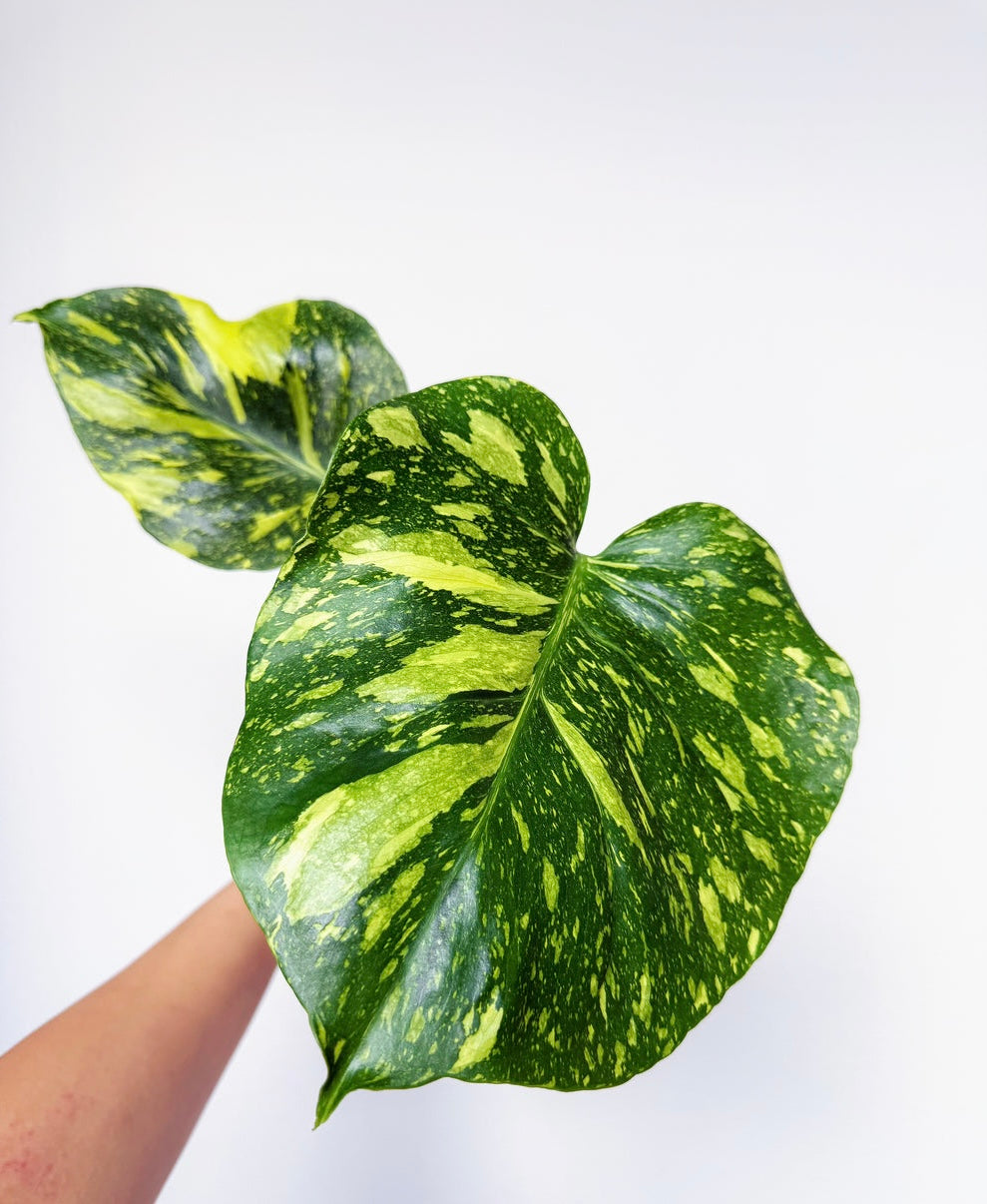 Monstera Electrolyte “4
