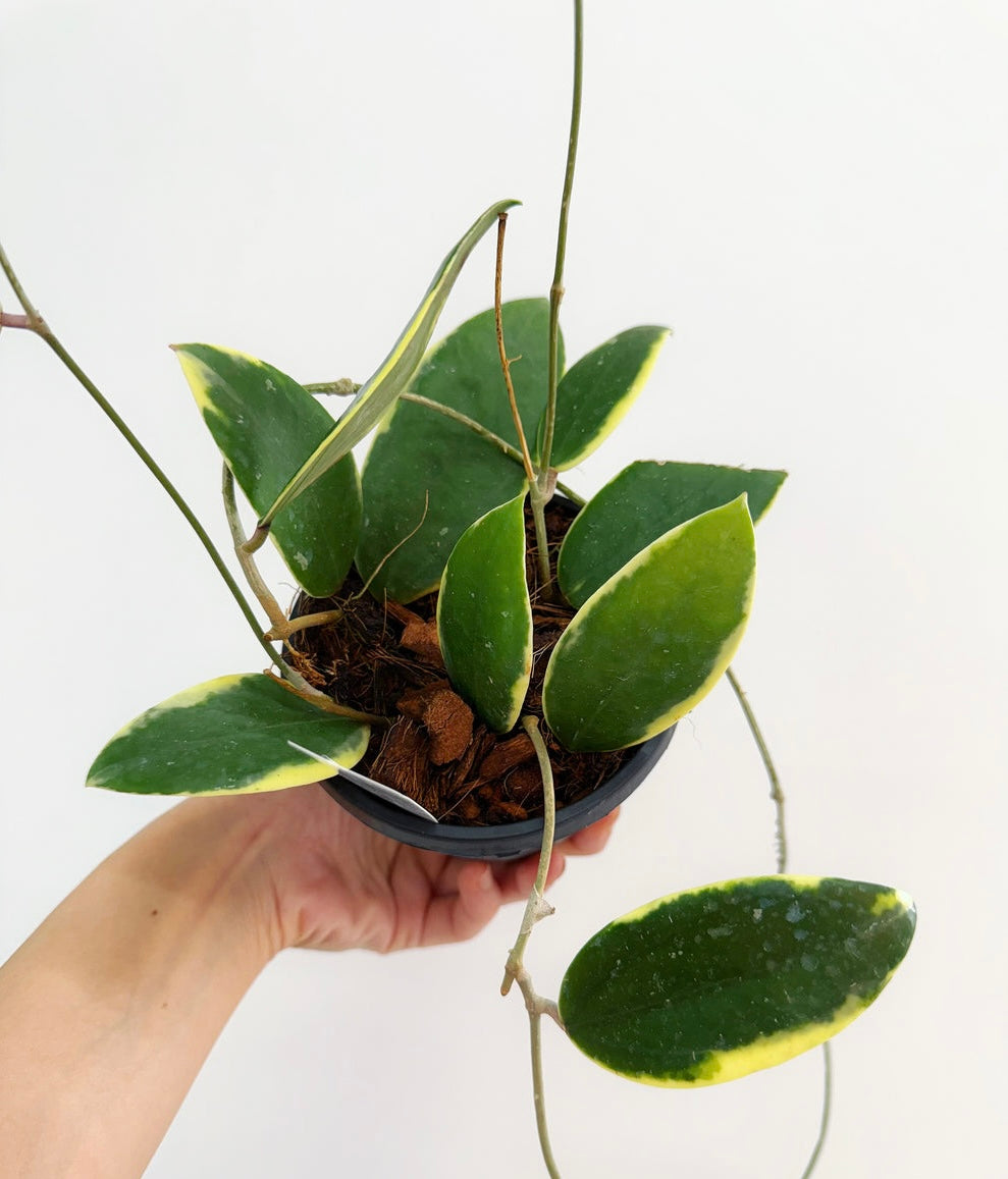 Hoya Acuta Variegado exterior “4 colgante