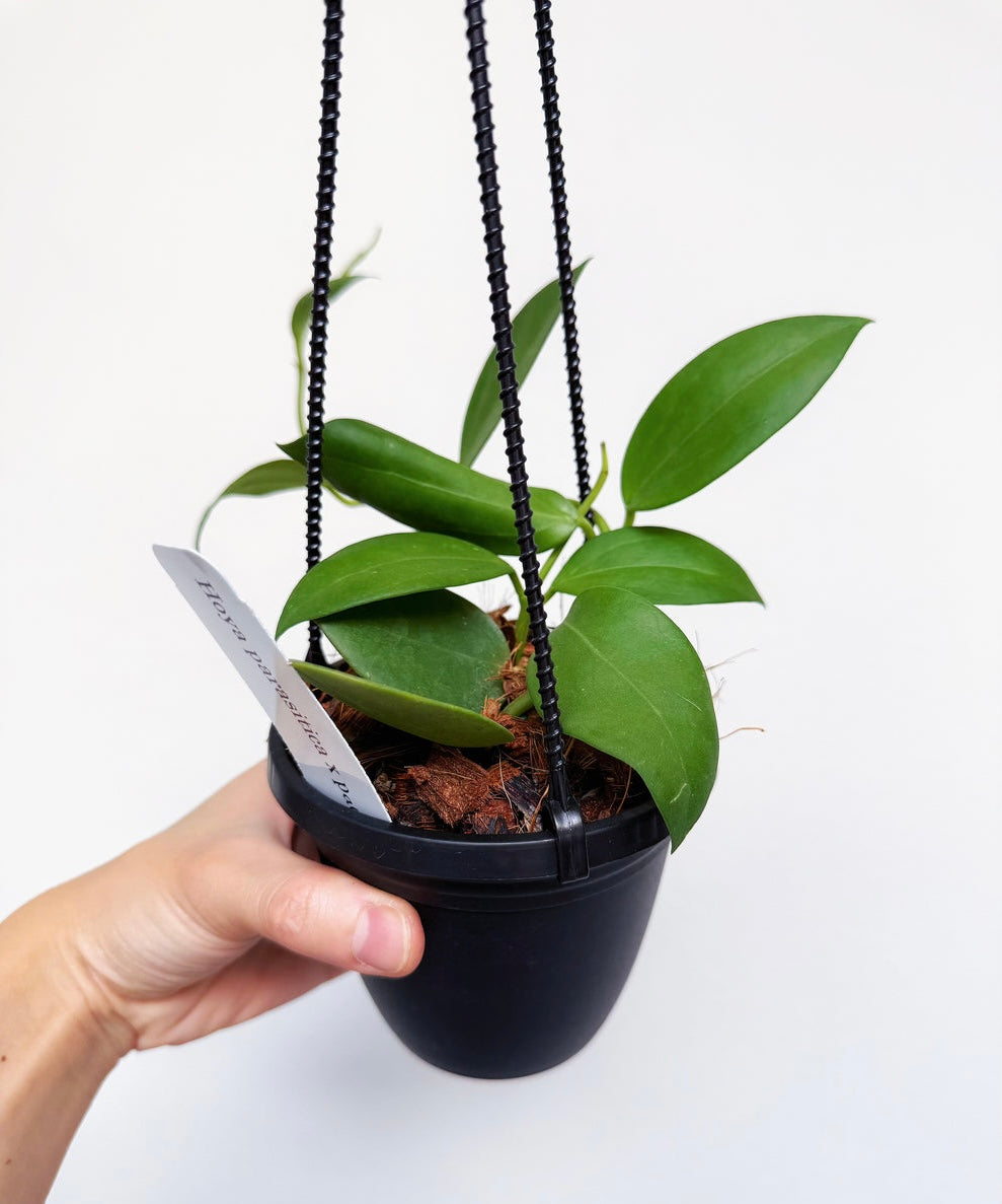 Hoya Parasitica X Pachyclada "4 (colgante