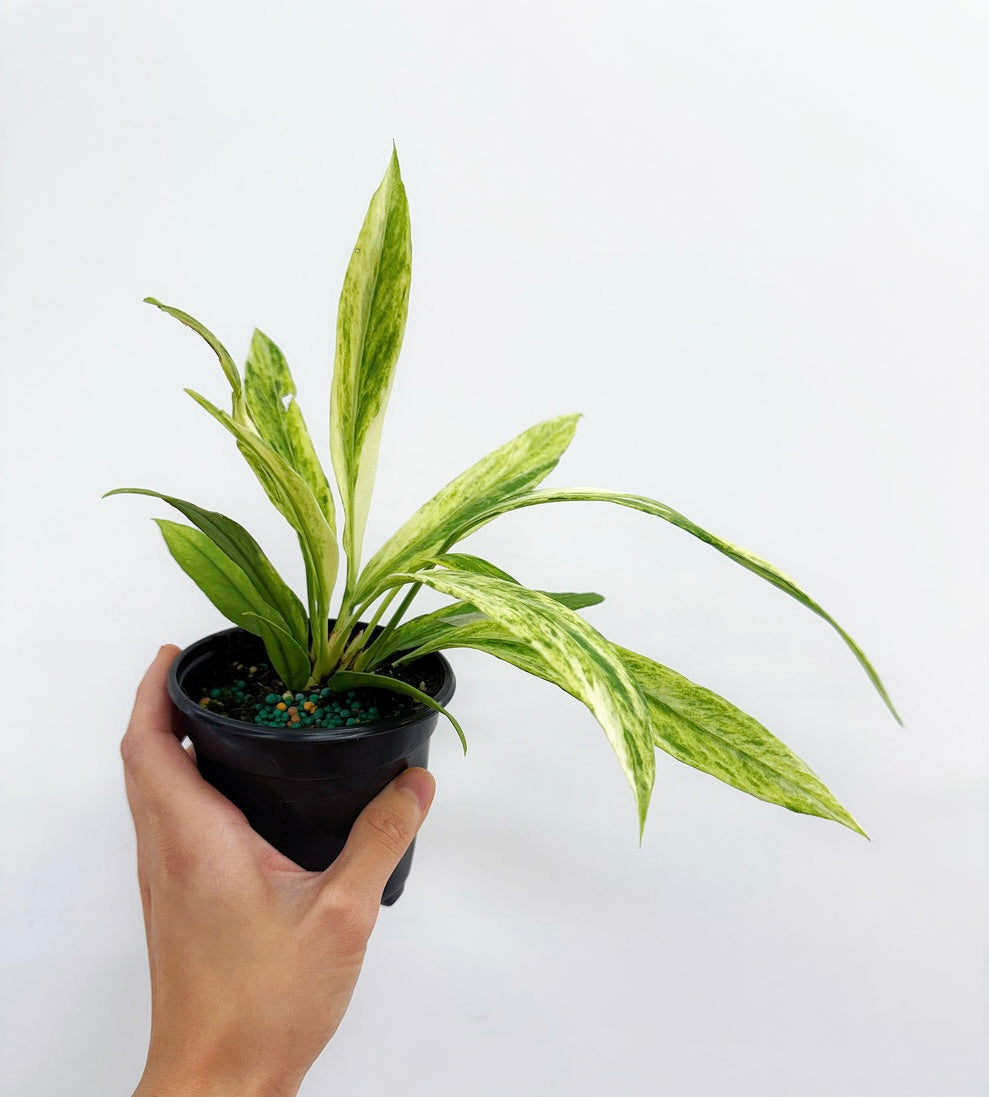 Anthurium Vittarifolium Variegado "4