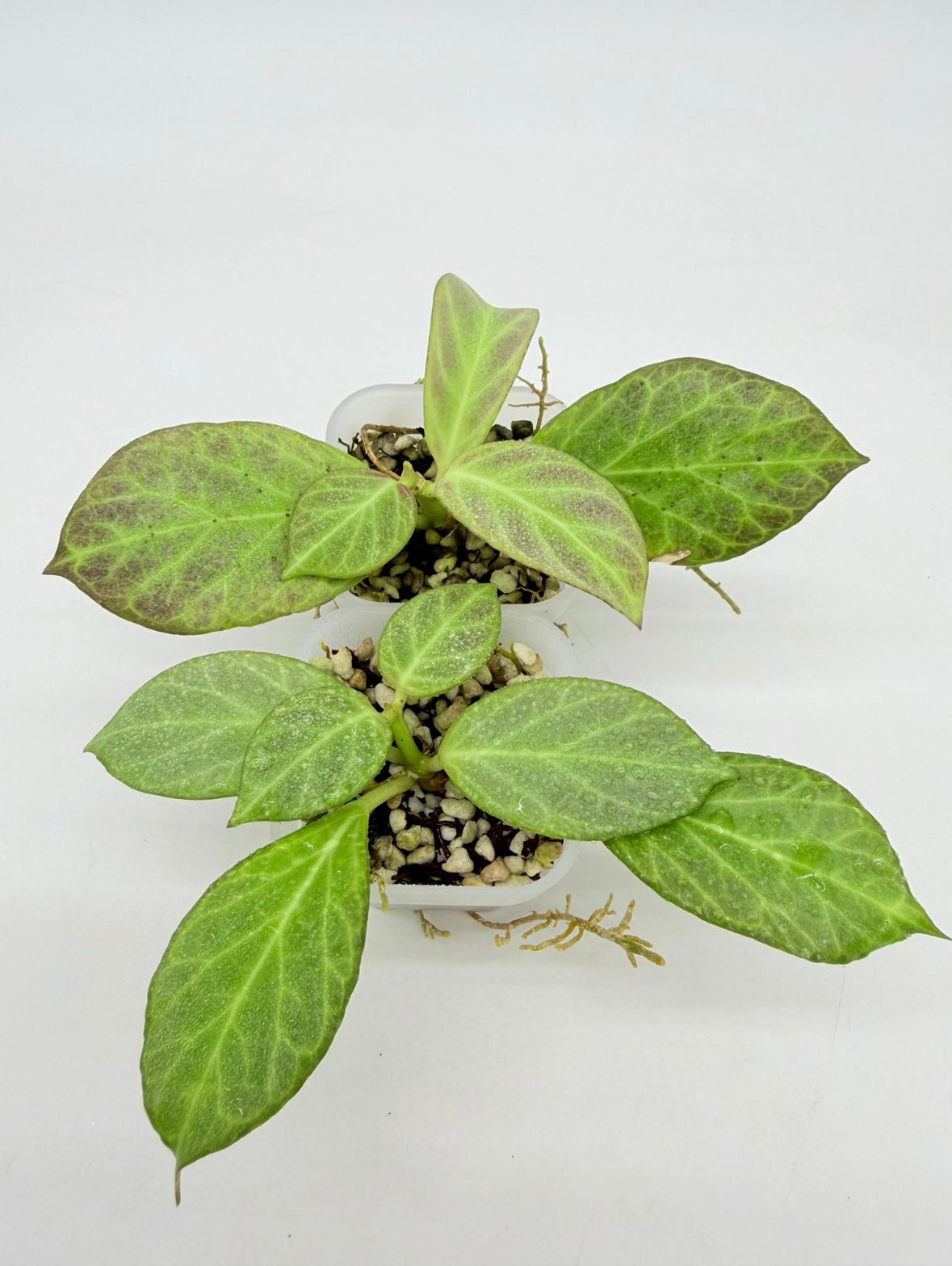 Hoya Obscura silver “3