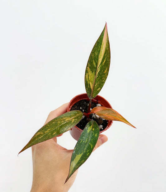 Philodendron Orange Princess “3