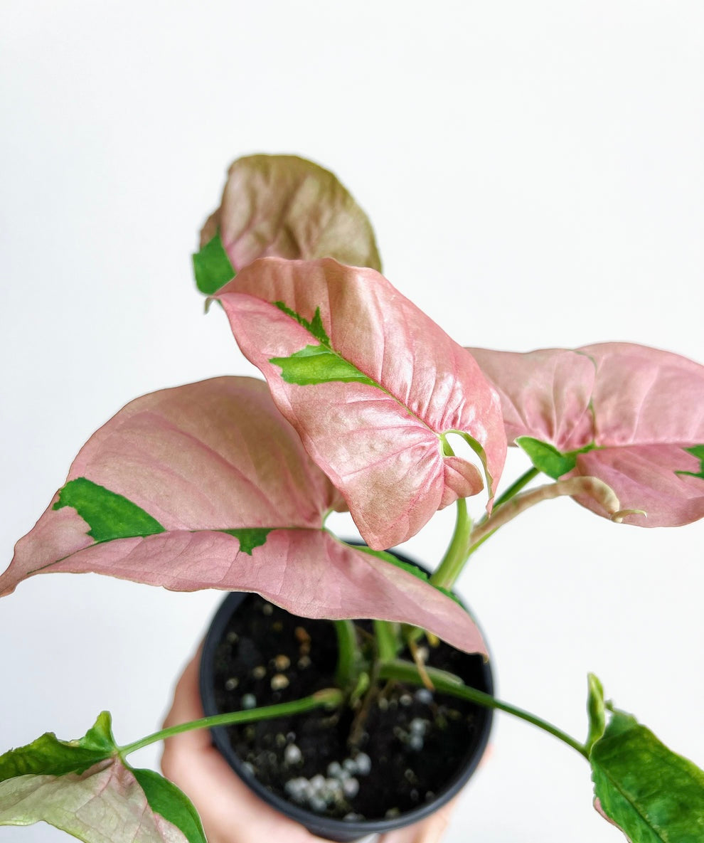 Syngonium pink lava “4