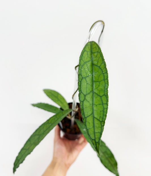 Hoya Clemensiorum “4