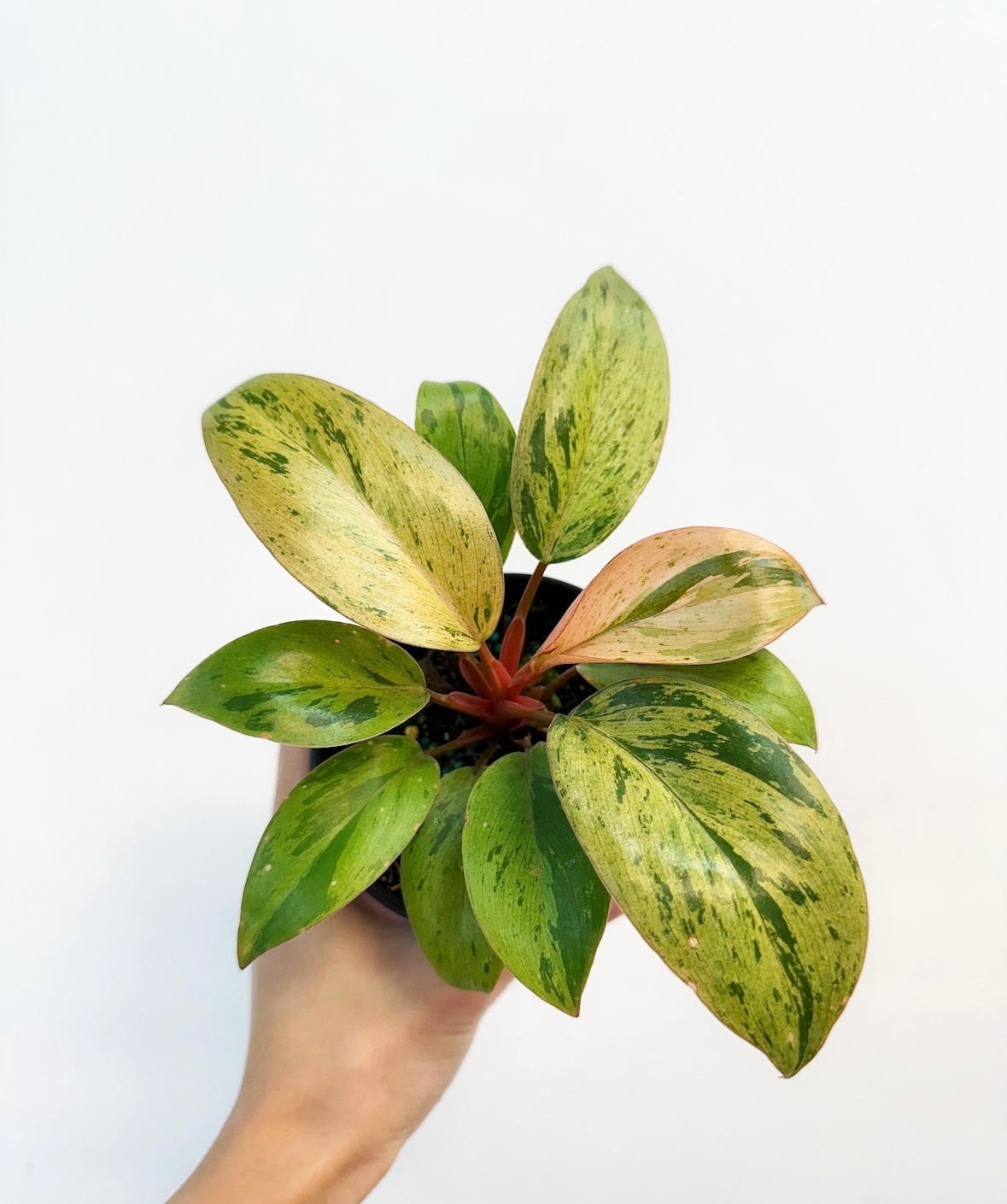 Philodendron Congo Marble “4