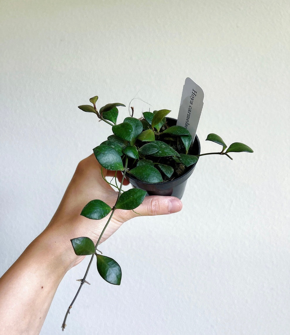 Hoya Carmelae "4