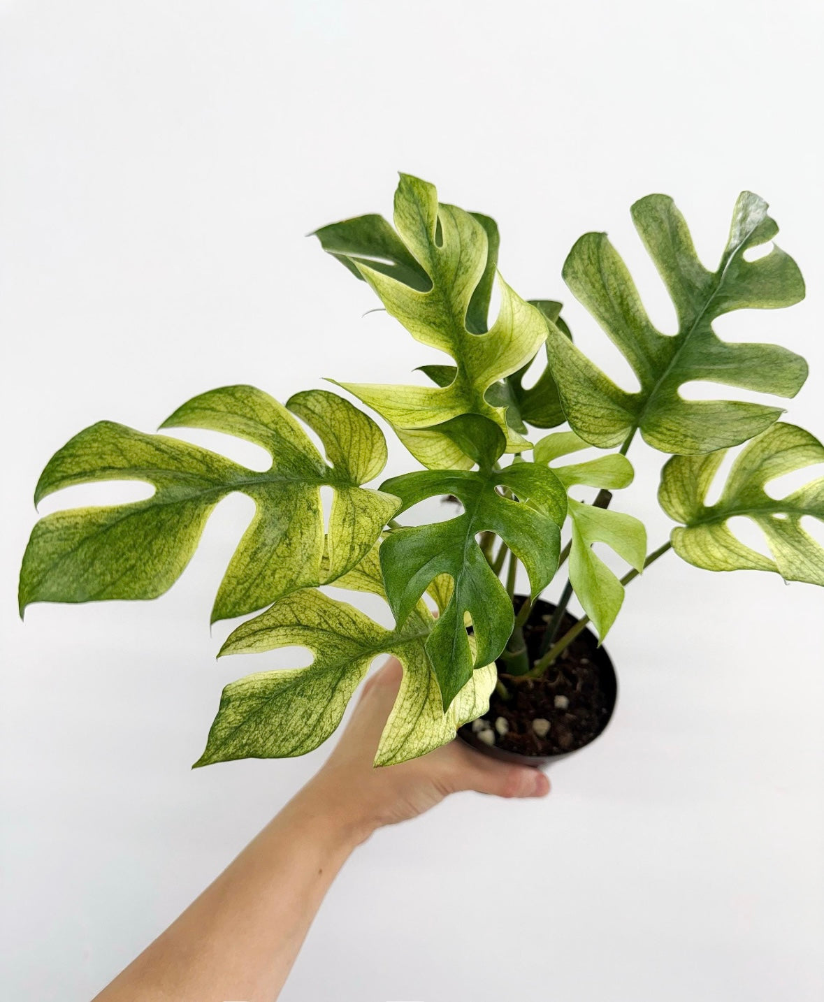 Rhaphidophora Tetrasperma White Monster Mint “4