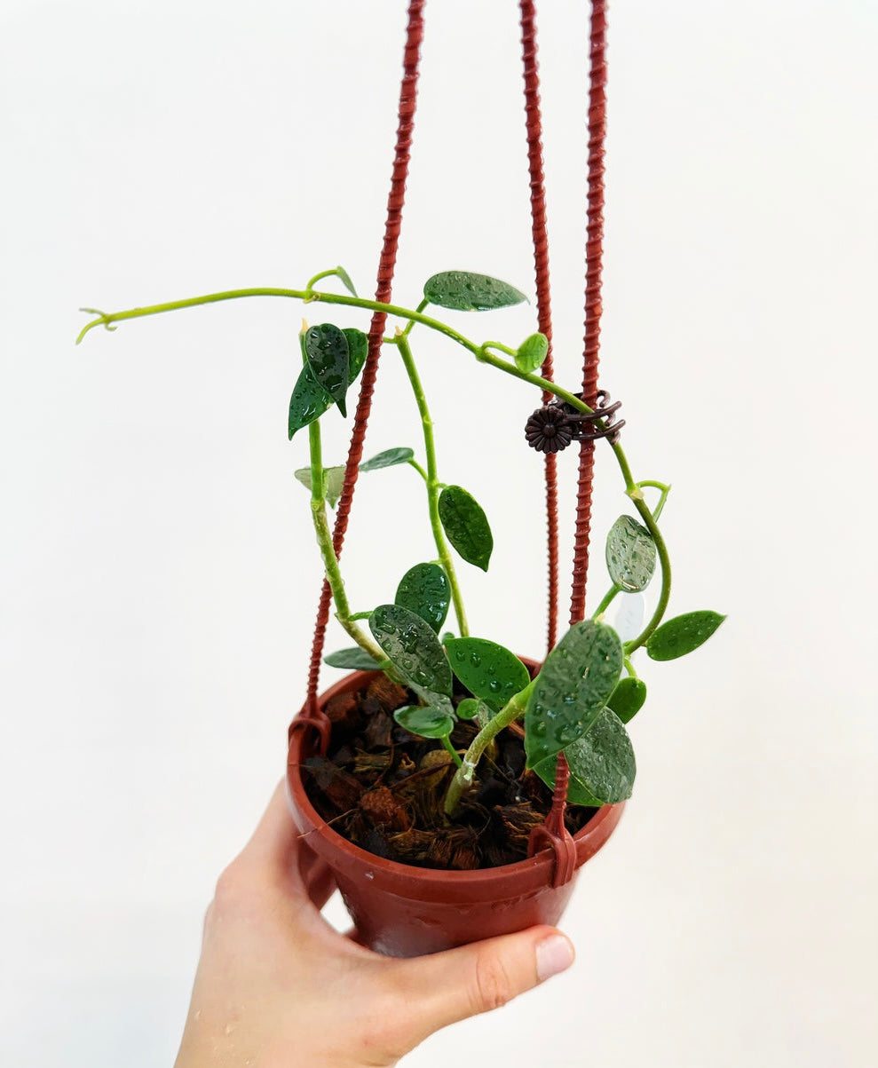 Hoya Lithophytica “4