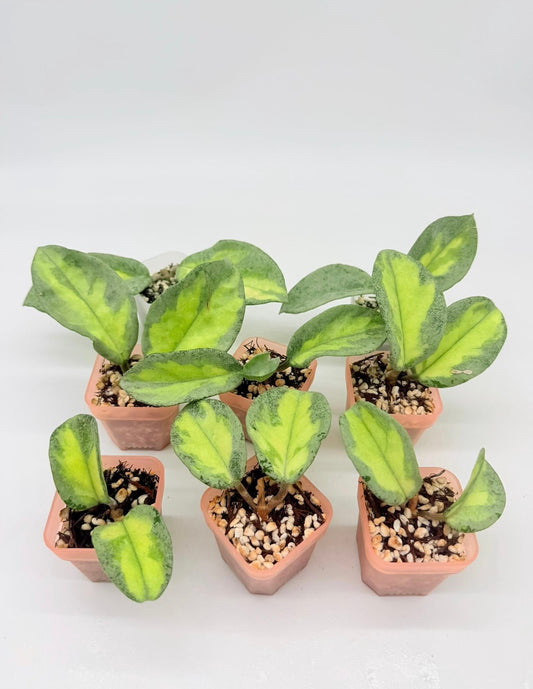 Hoya Argéntea Princess “3 Chica