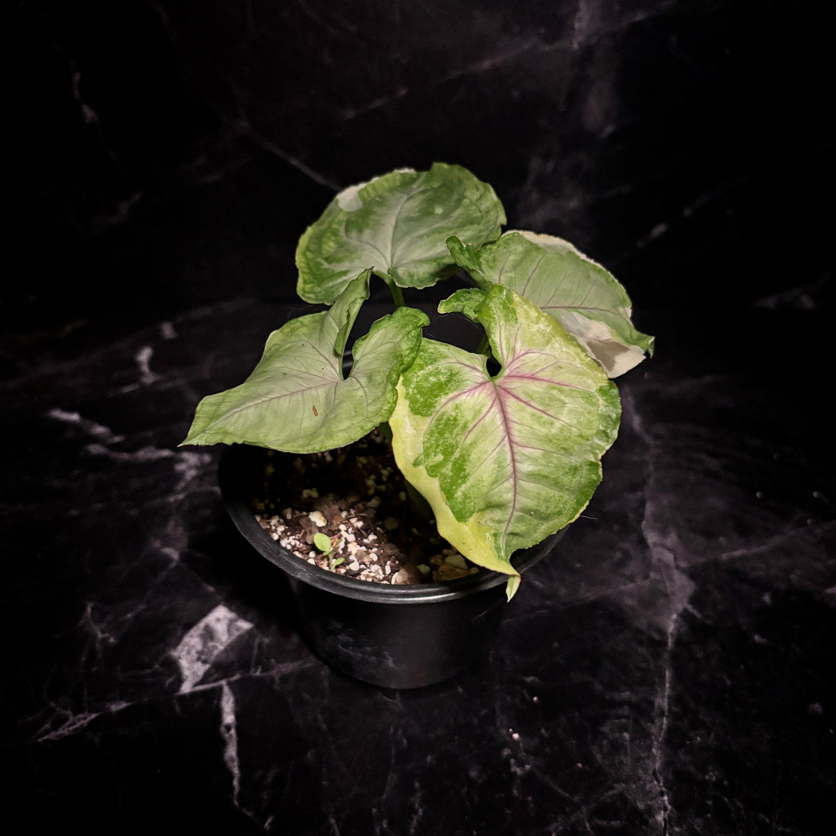 Syngonium Orm thong “5