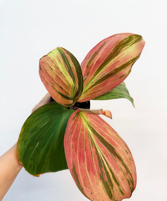 Kaempferia Variegada “4