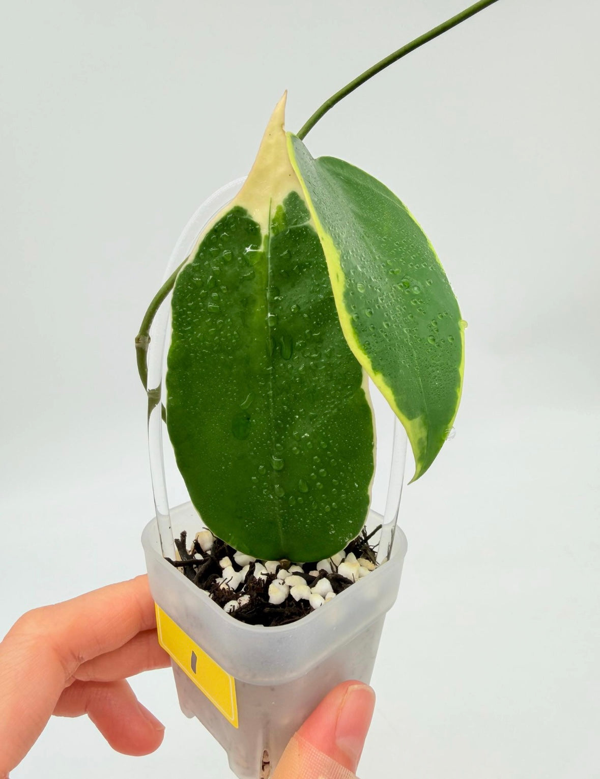 Hoya Verticillata Albo Sp Panglai Variegada “3