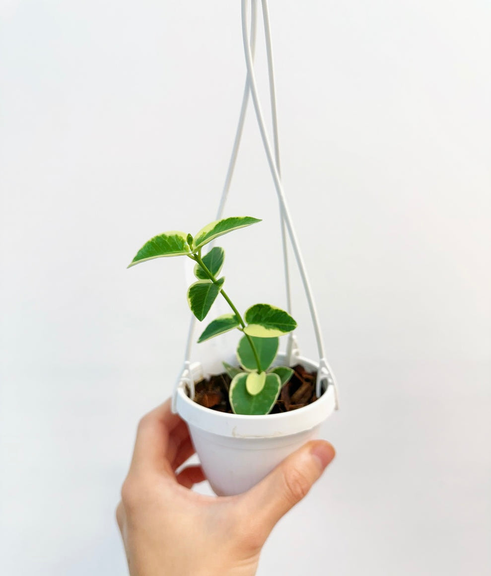 Hoya Cumingiana Albo “4