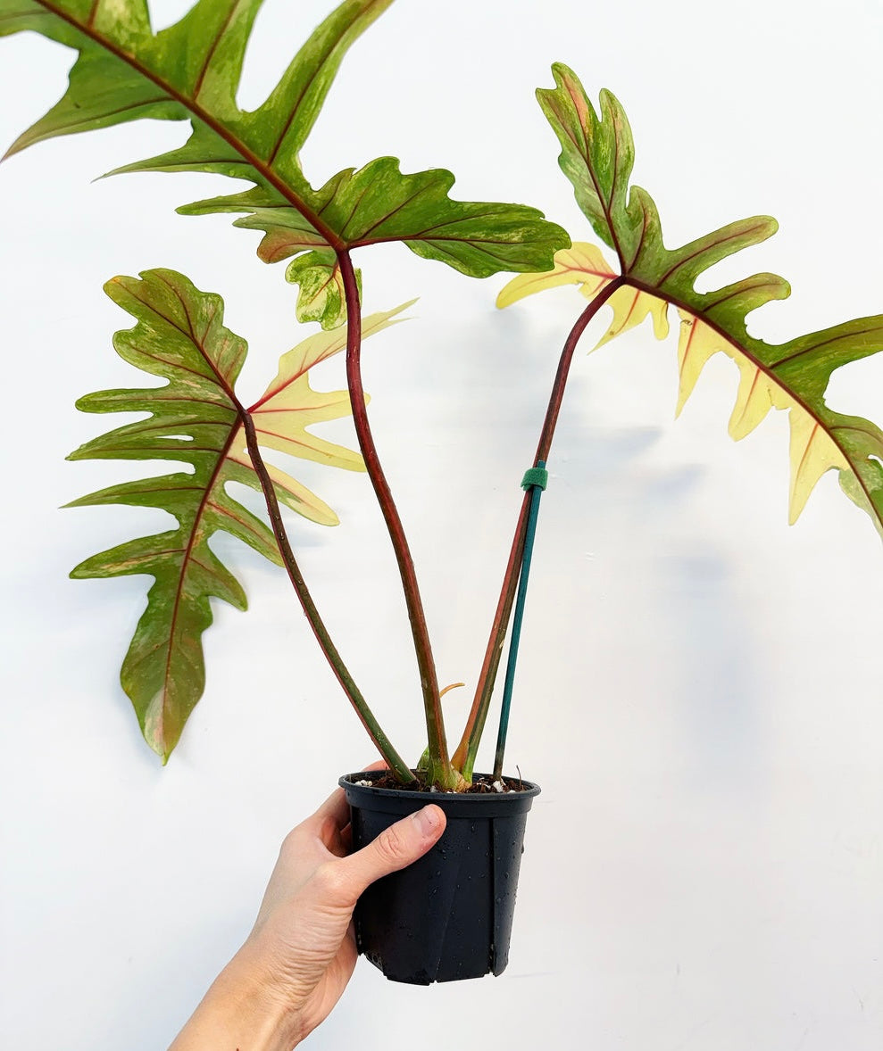 Philodendron Florida Beauty x Mayoi “4 (Planta Exacta)