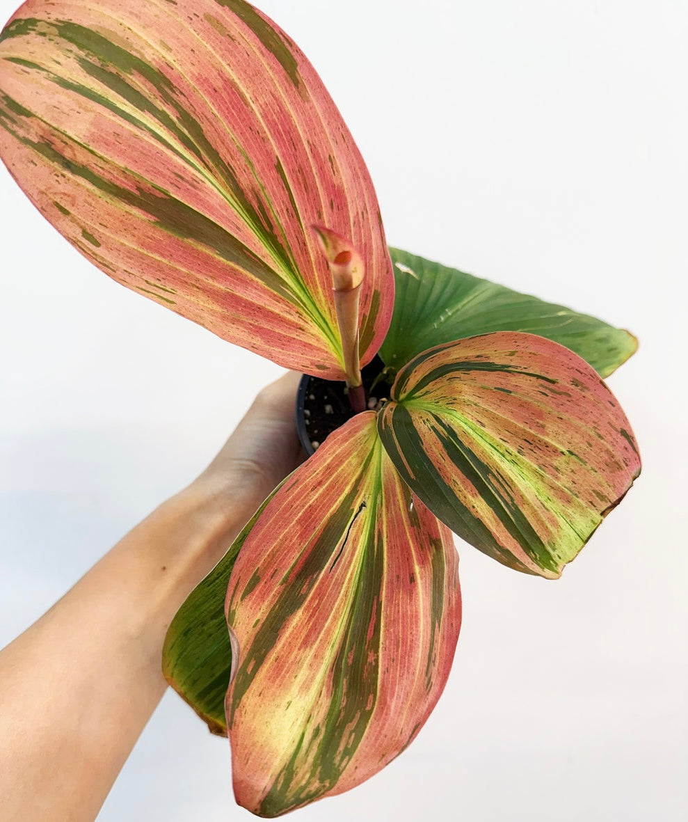 Kaempferia Variegada “4