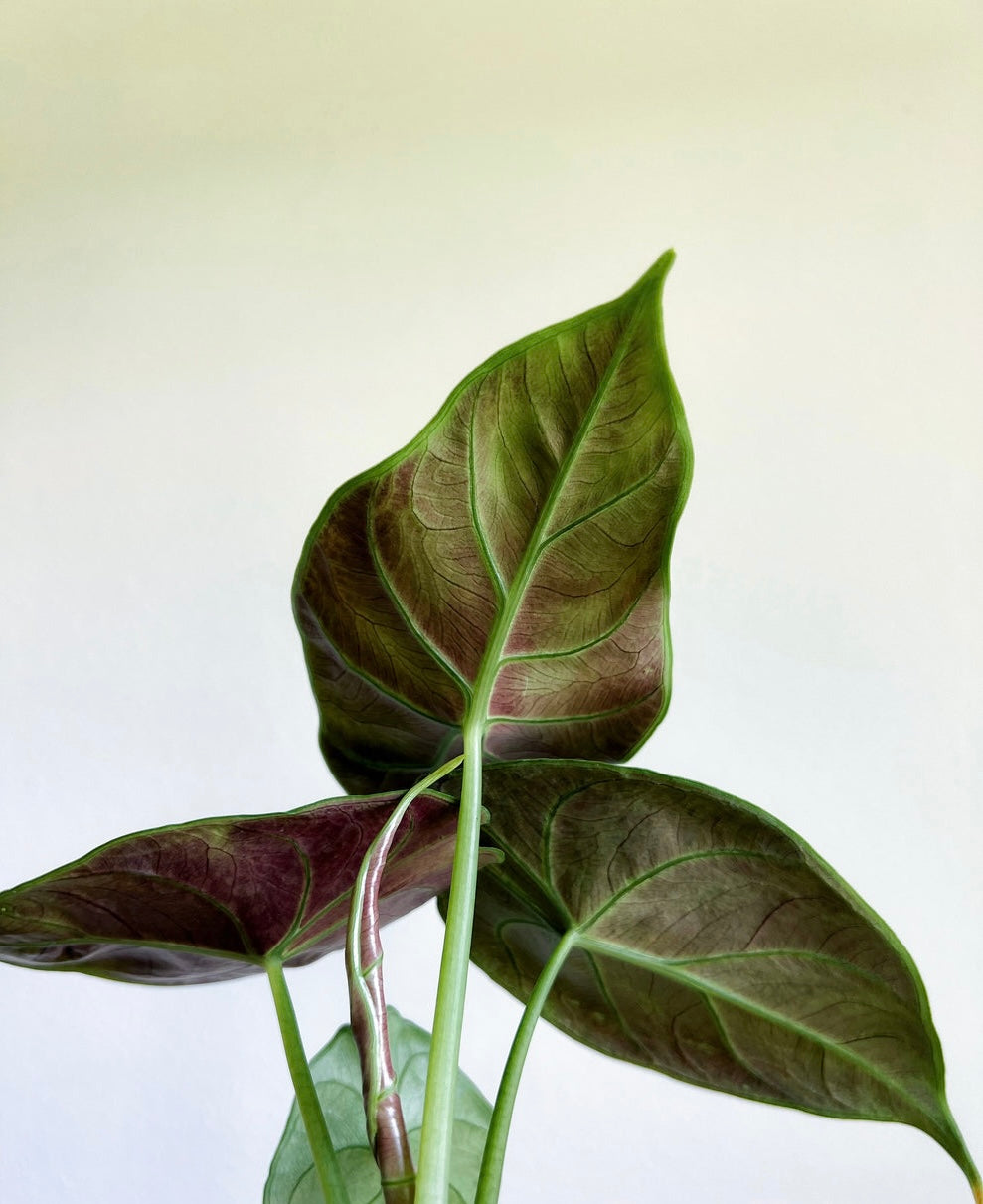 Alocasia Green Unicorn "4 (alzalani X Dragón Scale)