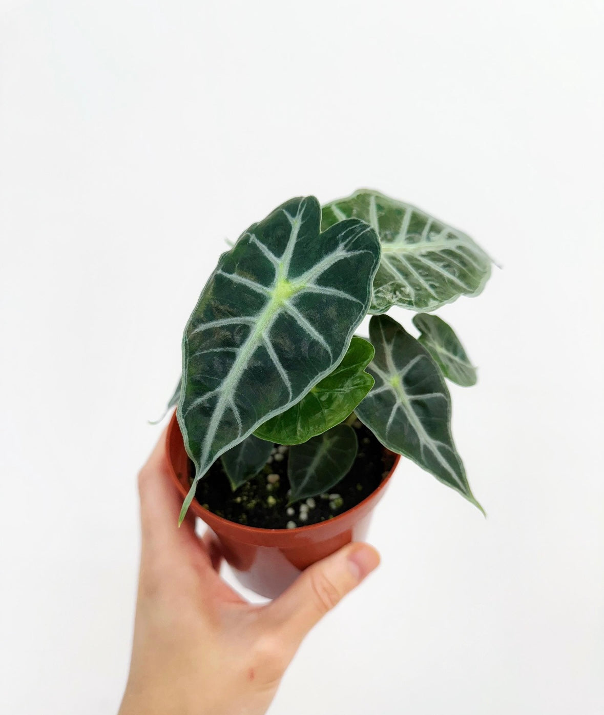 Alocasia Parasol “4