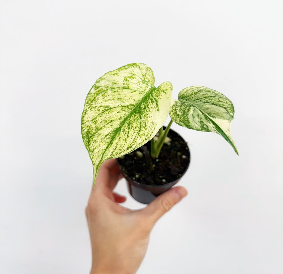 Monstera White Monster “3