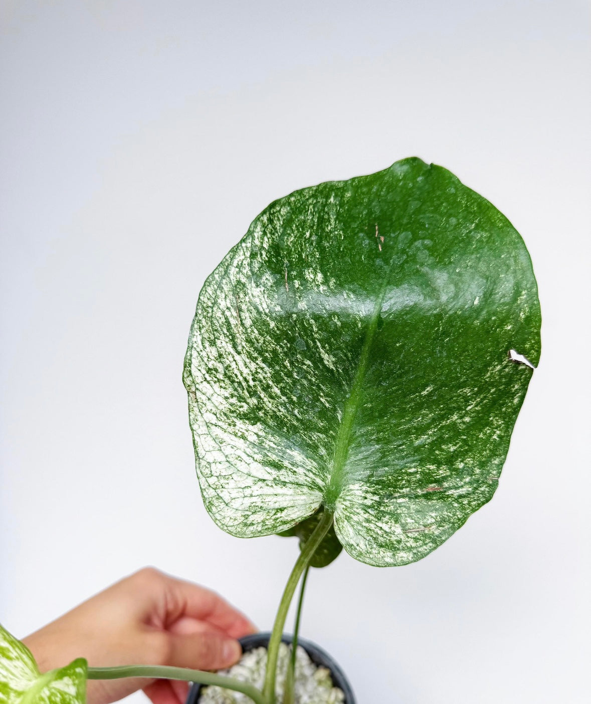 Monstera Devil Monster “6