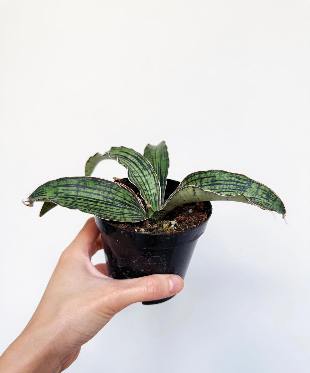Sansevieria Cleopatra “4