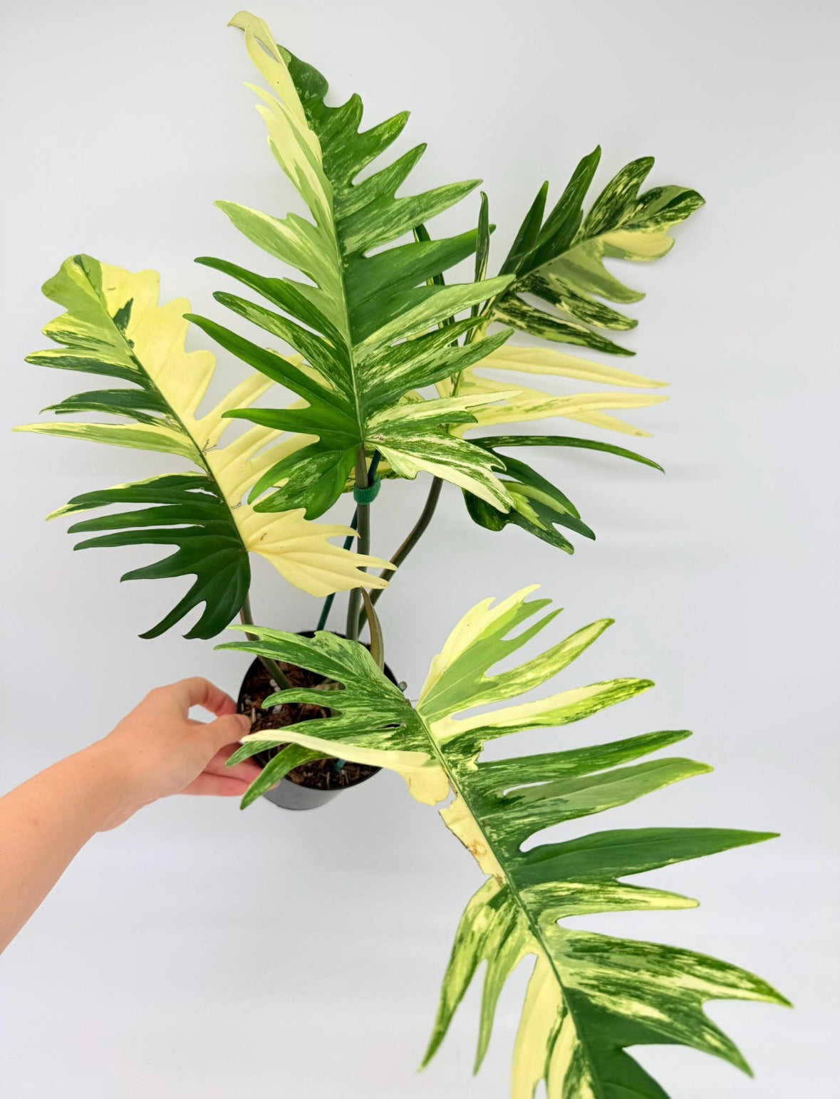 Philodendron Florida Beauty X Tortum “6