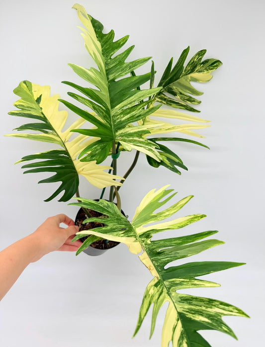 Philodendron Florida Beauty X Tortum “6