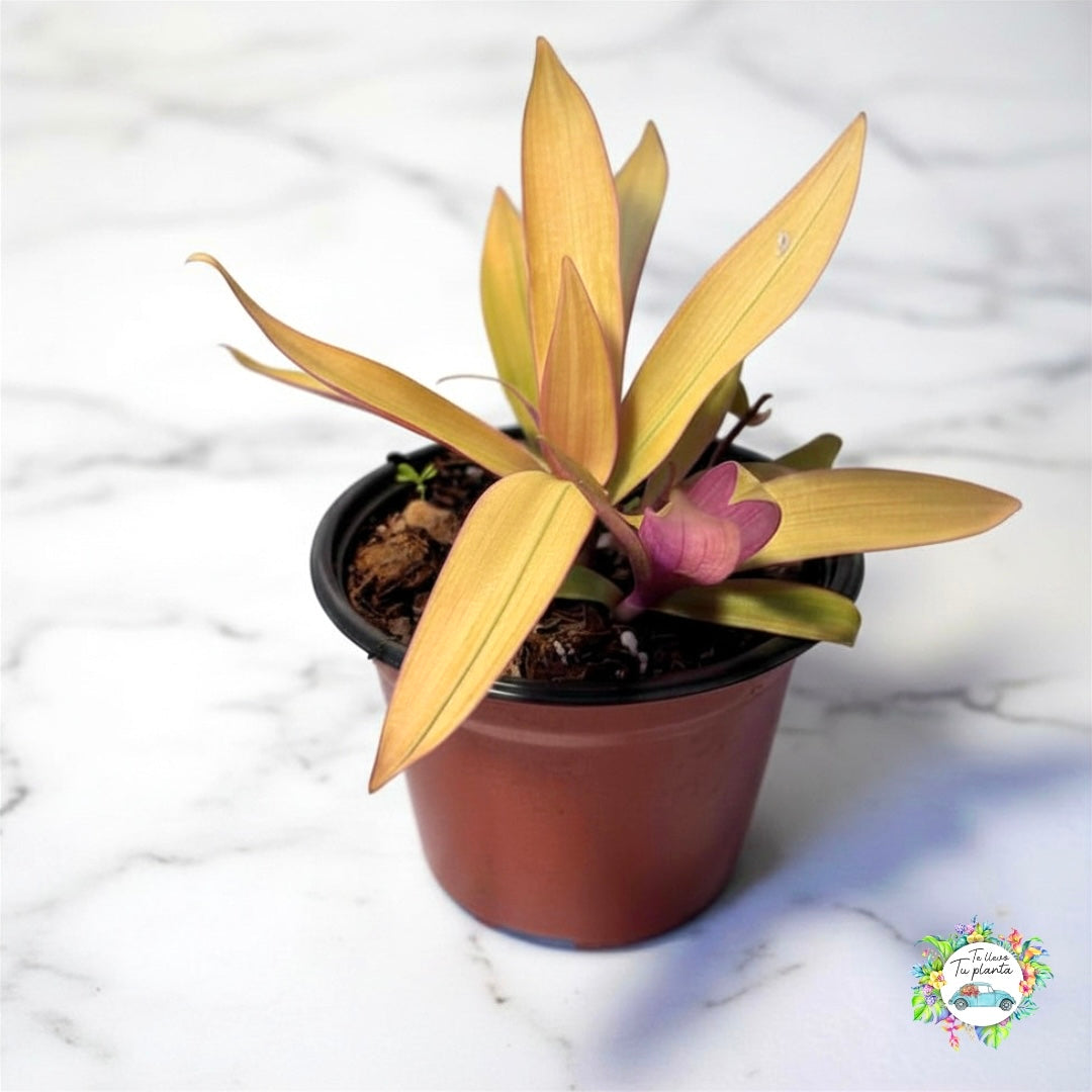 Tradescantia Spathcea Sitara Gold