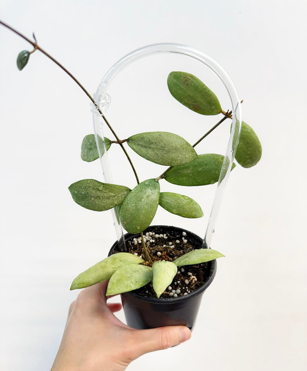 Hoya Erythrostemma Silver “4