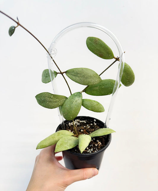 Hoya Erythrostemma Silver “4