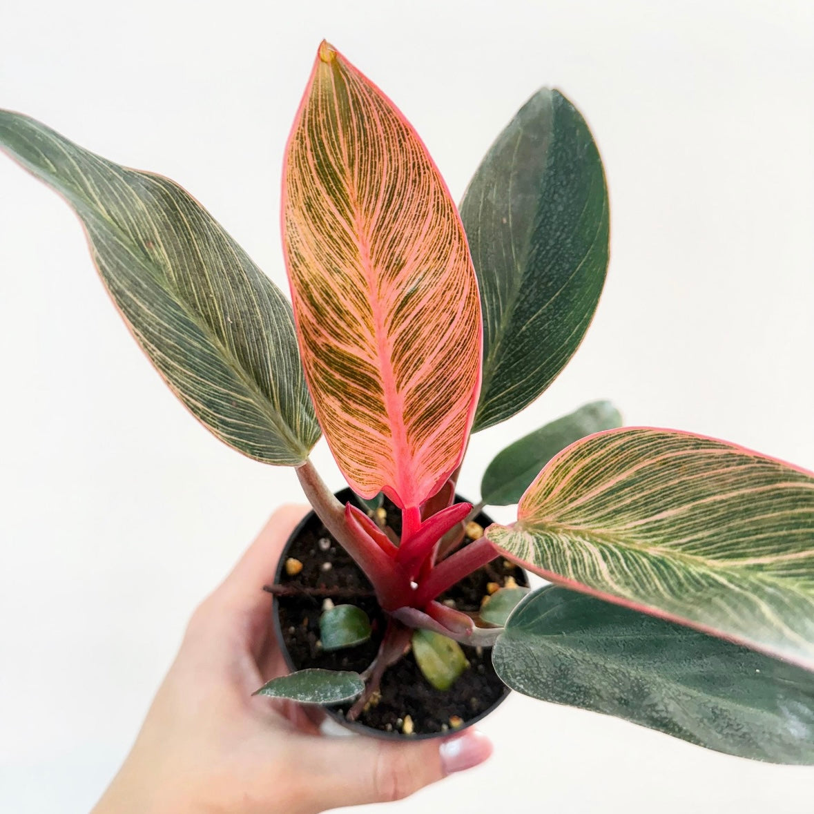 Philodendron Birkins Pink “5