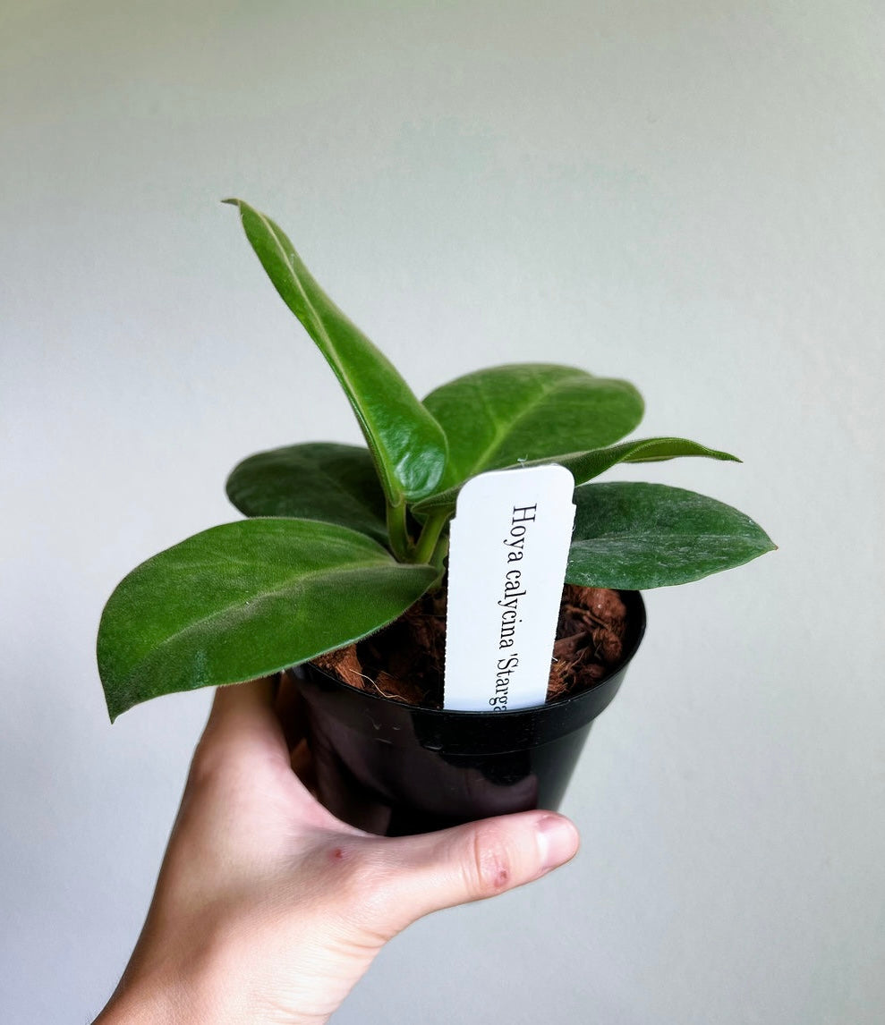 Hoya Calycina Stargazer “4