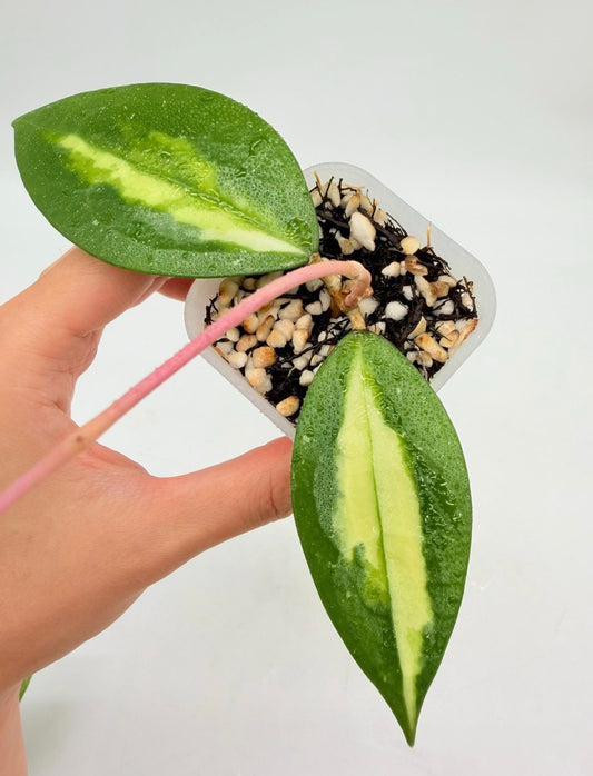 Hoya Sp Nganjuk Variegado Interior “3