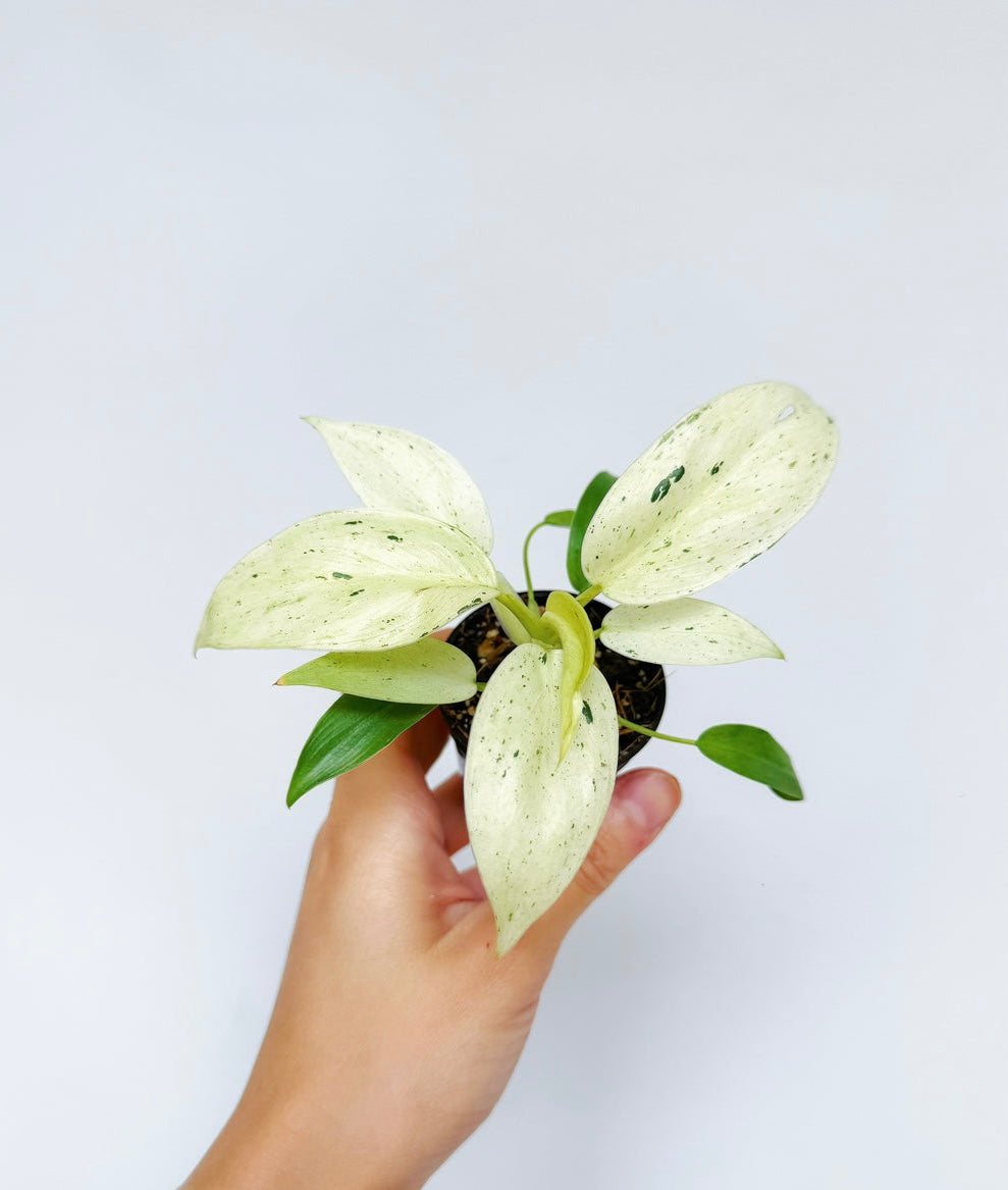 Philodendron Whipple Way “4
