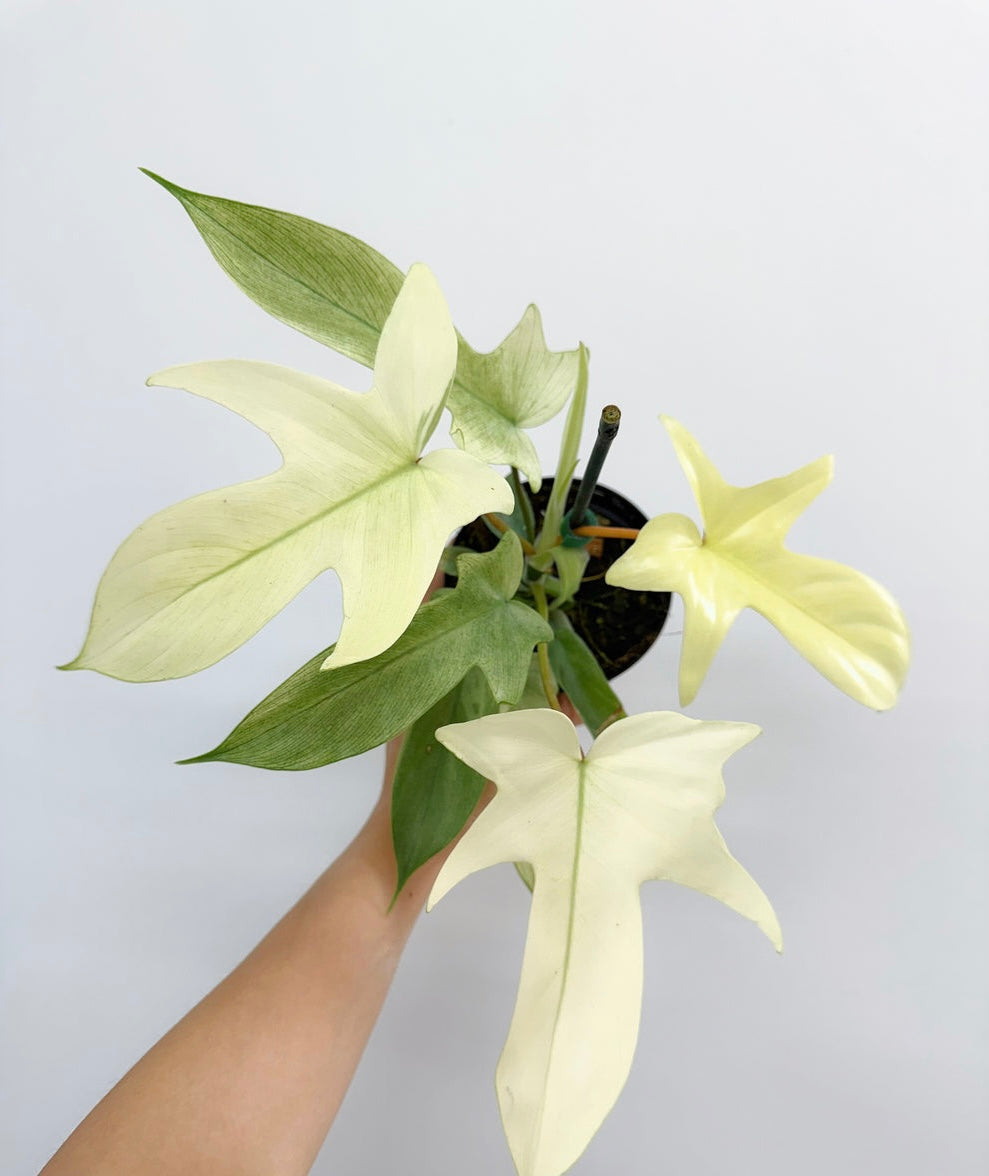 Philodendron Florida Ghost "4