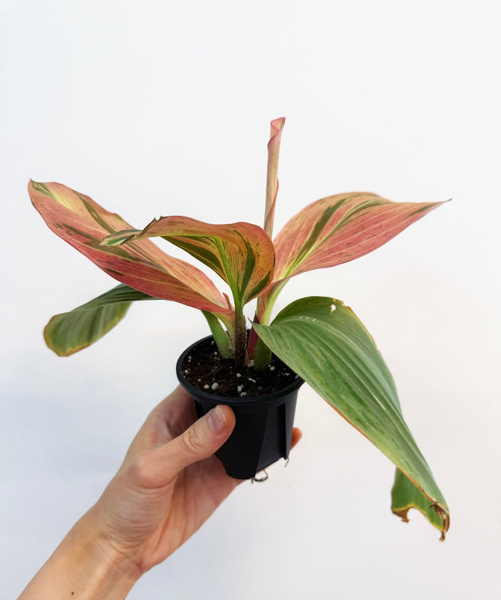 Kaempferia Variegada “4