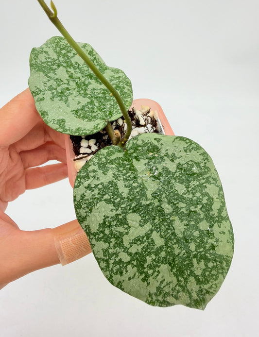 Hoya Cinnamofolia x Imbrincata “3