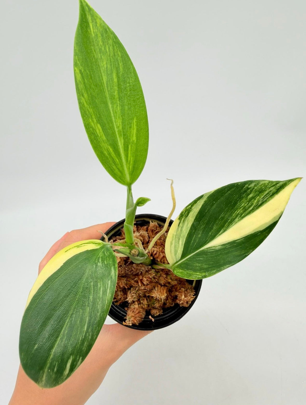 Scindapsus Rupestris "4