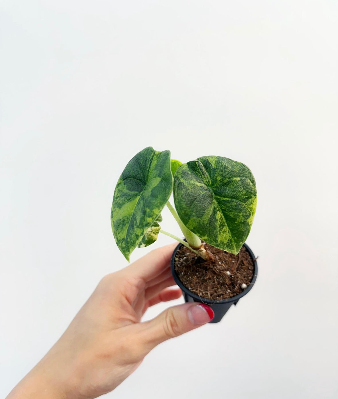 Alocasia Melo Aurea Variagada “3