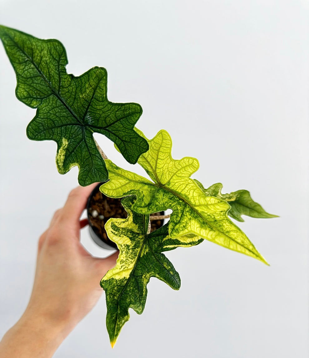 Alocasia Jacklyn Variegada "4