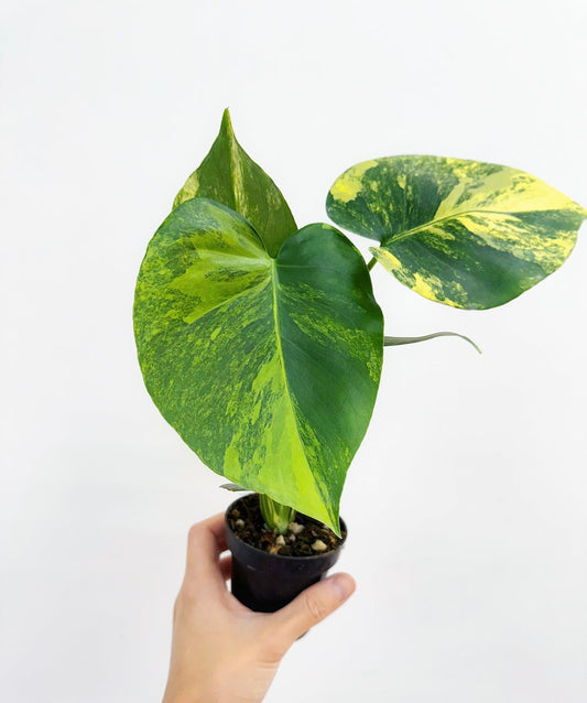 Monstera Yellow Marilyn “4