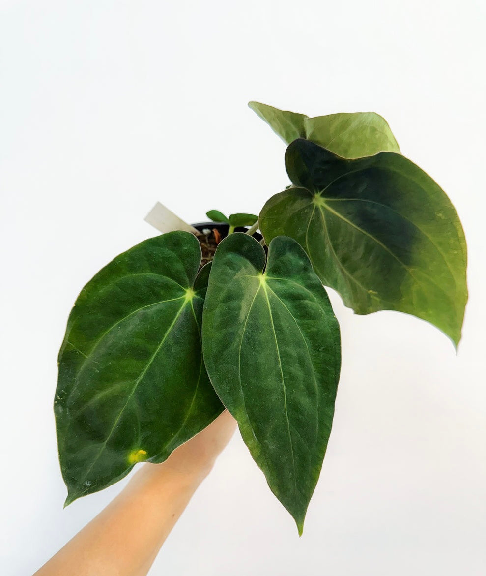 Anthurium Carlablackiae Scott x BVEP “4