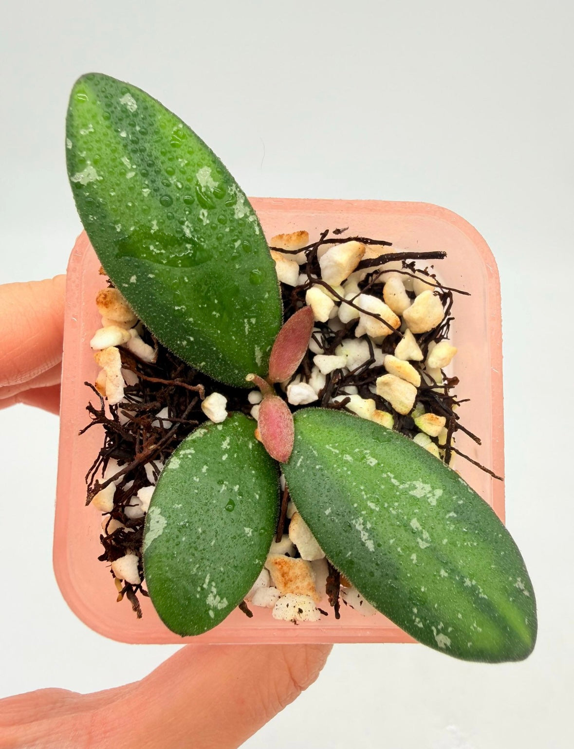 Hoya VL9 Variegada “3