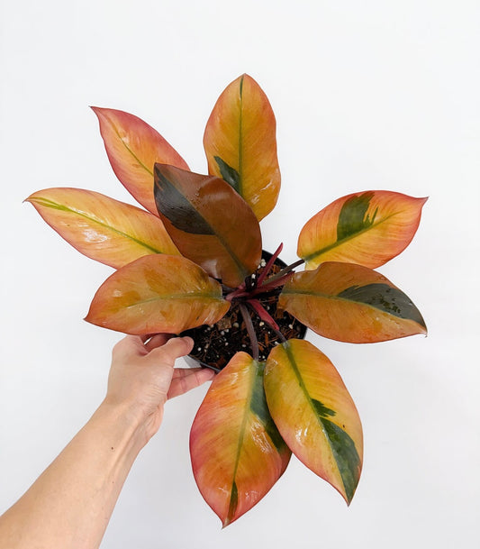Philodendron Black Cardinal Variegado “4