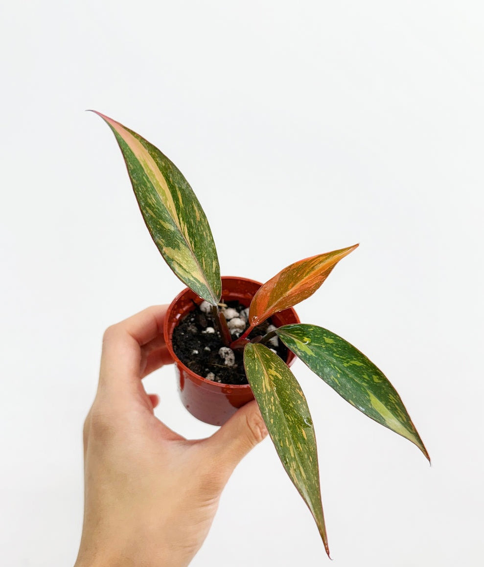 Philodendron Orange Princess “3
