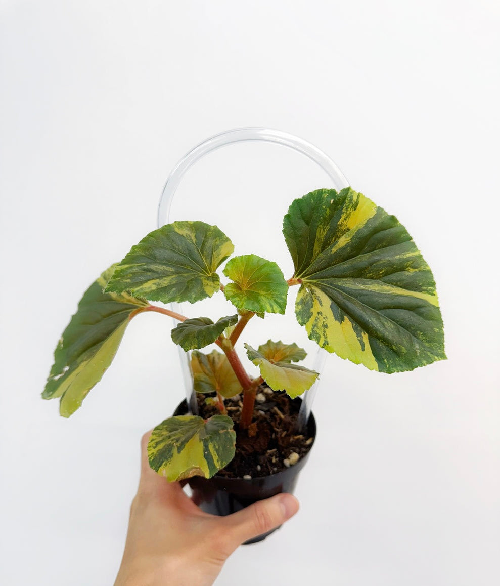 Begonia Cucullata Variega “4